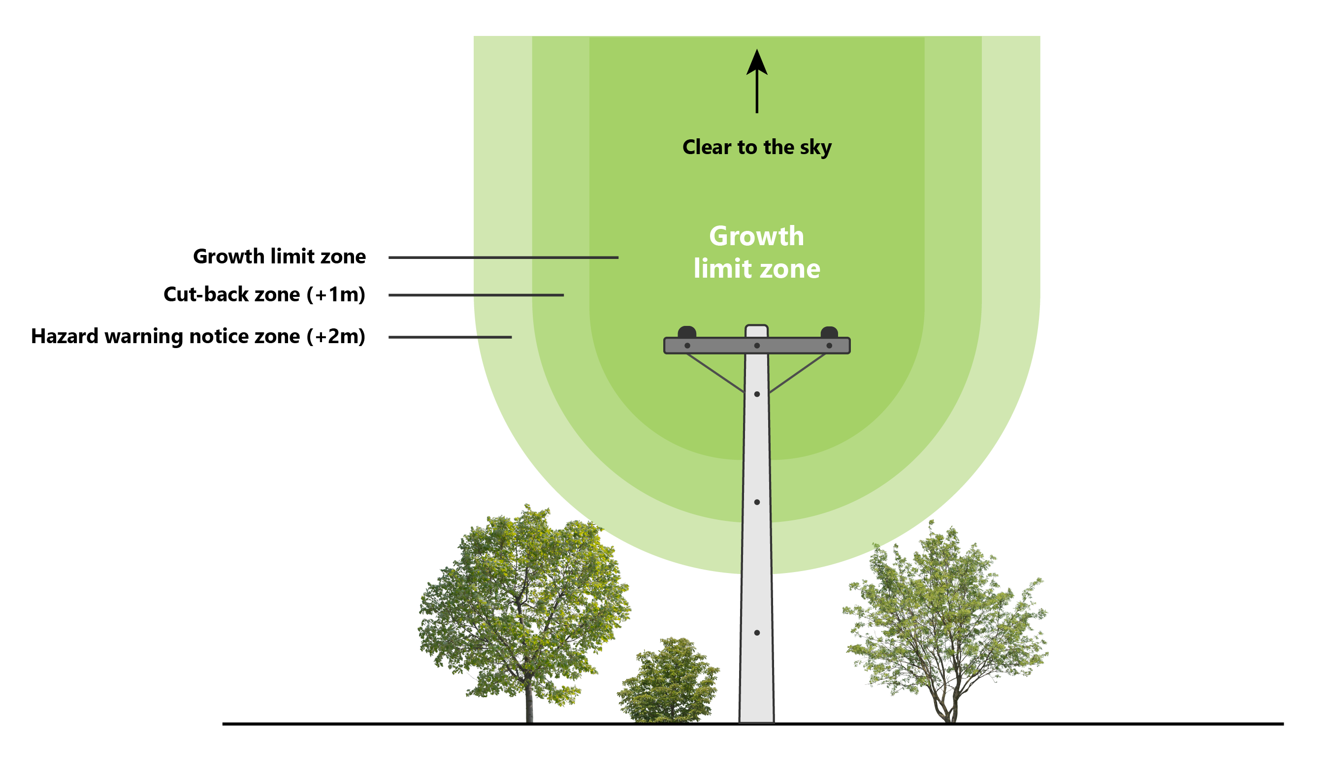 Tree regulation graphic Clear to sky cropped