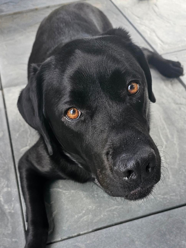 Richard's labrador Bess