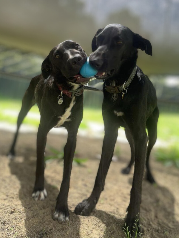 Gaia and Dusty - Lisa's two dogs