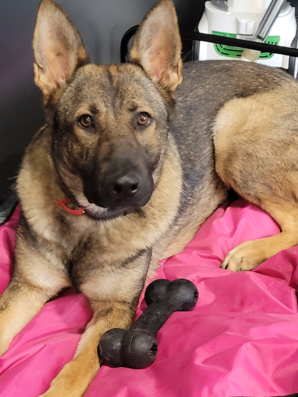 image of Huia - Gemma's dog