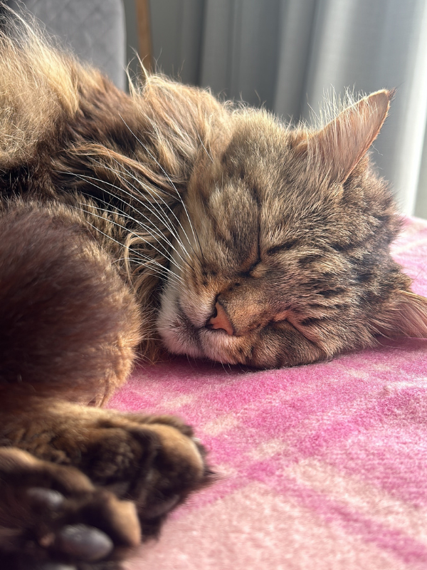 Tracey's cat Leo