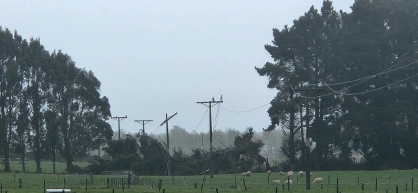 Tress take down lines