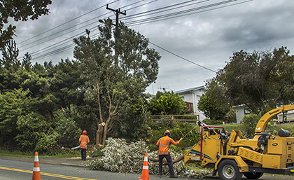 Why the tree regulations aren’t working image