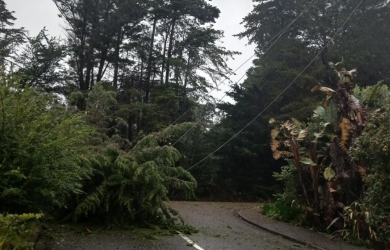 tree on power line
