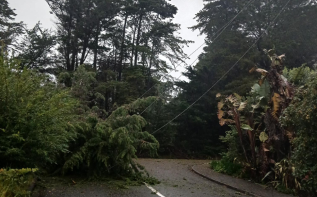 tree on power line